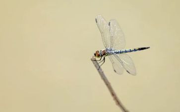 蜻蜓,蜻蜓读后感8篇