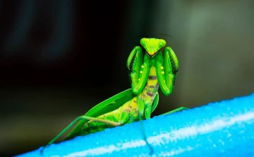 螳螂捕蝉的读后感5篇