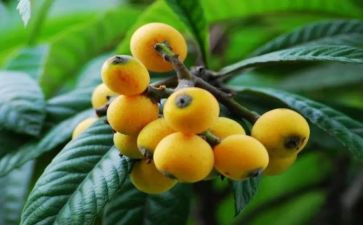 枇杷树的花作文优秀5篇