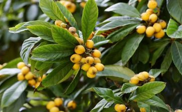 枇杷树的花作文精选7篇