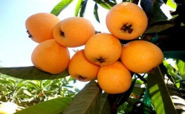 枇杷树的花作文通用6篇