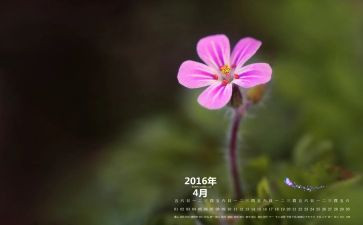 中班4月分工作总结8篇