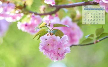 4月工作计划5篇