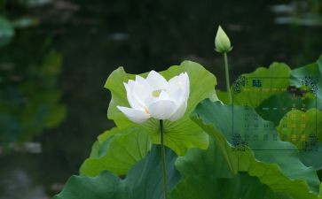 幼儿大班6月份工作总结7篇