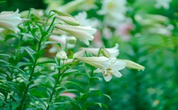 百合花教案7篇