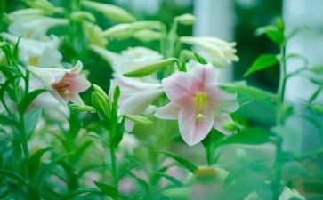 心田上的百合花读后感精选6篇