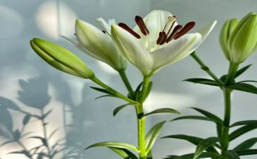 《百合花》教案6篇