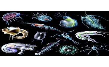 七上生物教案8篇