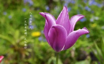 写八月瓜的作文精选8篇