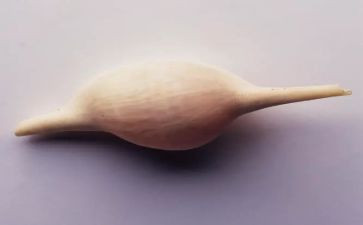 挖贝壳作文推荐6篇