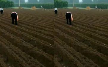 幼儿园播种子教案5篇