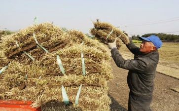 播种子教案推荐6篇