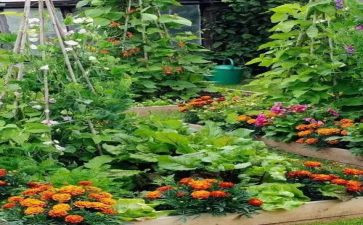 蔬菜歌教案参考7篇