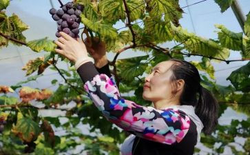 橘子采摘节活动方案6篇