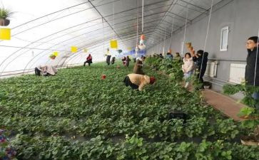 采摘橘子活动方案5篇