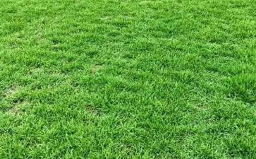 小草启示的作文7篇