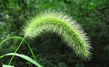含羞草的花作文优秀5篇