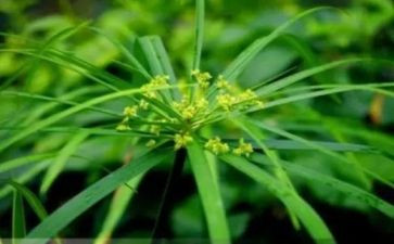 种草莓优秀作文6篇