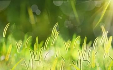 春天的草作文500字参考6篇