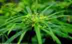 小草的作文借物喻人400优秀6篇