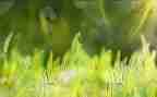 春天的草作文500字参考6篇