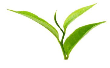 茶的故事作文800字优质5篇