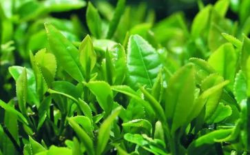 茶活动策划方案详细模板8篇