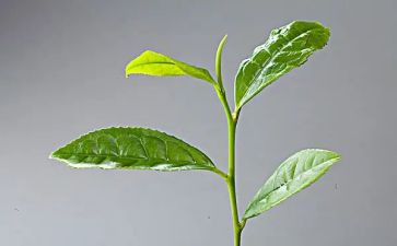 藏茶的心得体会300字模板5篇