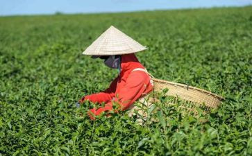 茶的故事作文推荐8篇