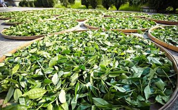 藏茶的心得体会300字优秀5篇