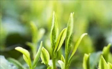 学泡茶的作文300优质8篇