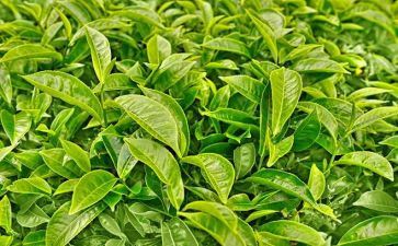 学茶艺心得体会范文6篇