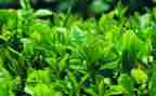 我与茶的故事作文最新6篇