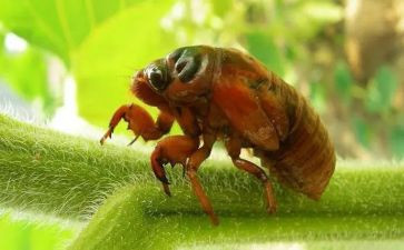 法布尔《蝉》读后感精选6篇