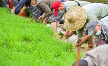 插秧子的作文5篇