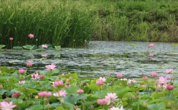 小池塘的教案5篇