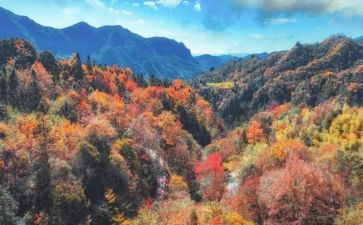 重阳登高作文8篇