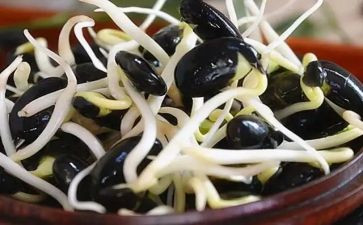 种豆芽小作文参考7篇