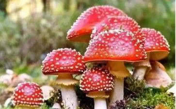 远离毒品的作文7篇
