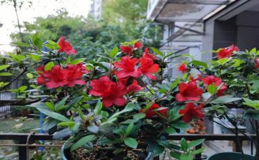 杜鹃音乐教案6篇