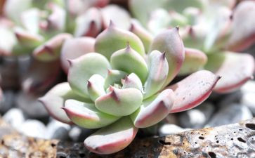 观察多肉植物作文6篇