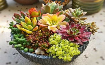 观察多肉植物作文7篇