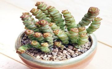 多肉植物小作文5篇