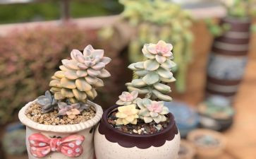 多肉植物小作文通用8篇