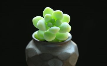 多肉植物小作文7篇