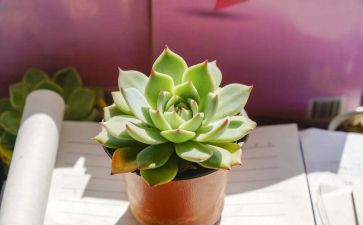 我的多肉植物作文6篇