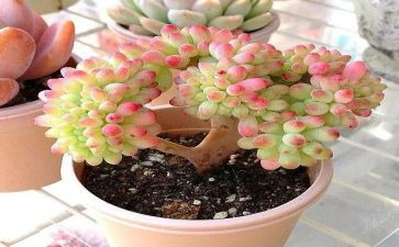 多肉植物小作文精选8篇