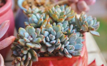 多肉植物小作文推荐5篇