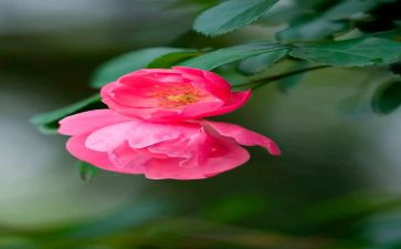 芬芳,作文优质8篇