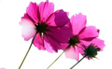 芬芳,作文模板5篇